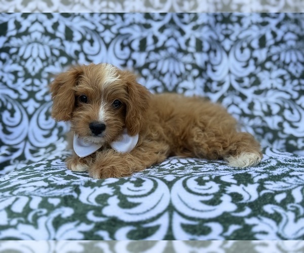 Medium Photo #7 Cavapoo (Miniature) Puppy For Sale in LAKELAND, FL, USA