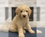 Small Photo #1 Goldendoodle Puppy For Sale in CORPUS CHRISTI, TX, USA