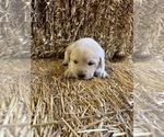 Puppy Daisy Labrador Retriever