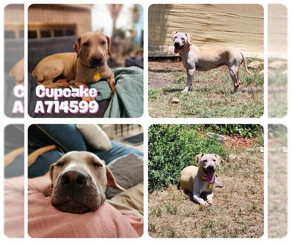 Medium Photo #1 Chinese Shar-Pei-Unknown Mix Puppy For Sale in San Antonio, TX, USA