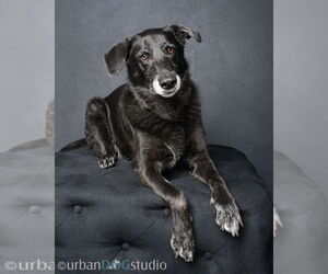 Ursa - F - Female Labrador Retriever-Unknown Mix Dog for Adoption - Photo #2