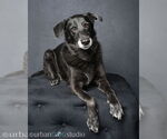 Small #1 Labrador Retriever Mix