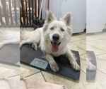 Small Huskies  Mix