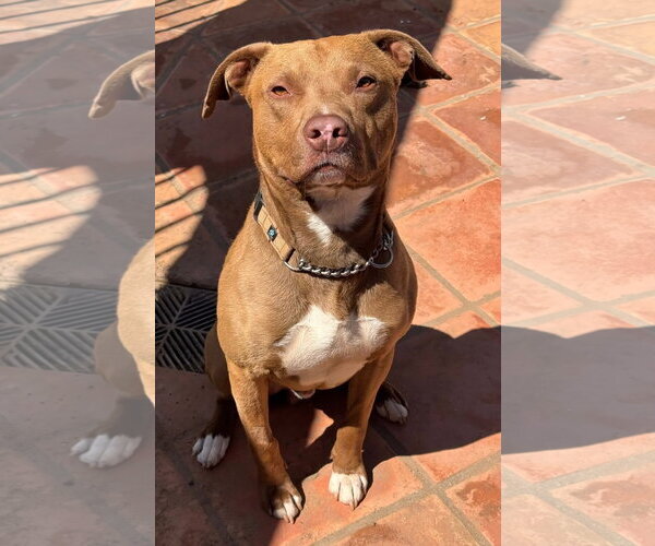Medium Photo #2 American Pit Bull Terrier-American Staffordshire Terrier Mix Puppy For Sale in Lake Elsinore, CA, USA