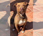 Small #1 American Pit Bull Terrier-American Staffordshire Terrier Mix