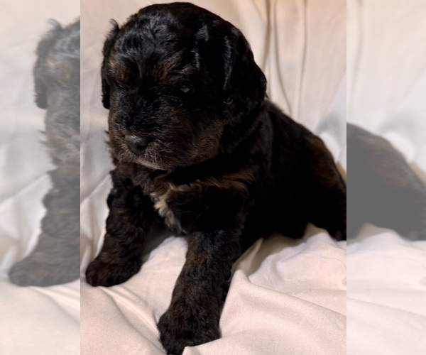Medium Photo #97 Miniature Bernedoodle Puppy For Sale in AUBURNDALE, FL, USA