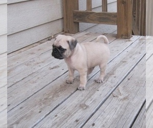 Pug Puppy for Sale in MARYVILLE, Missouri USA