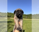 Puppy Fozzy Mastiff