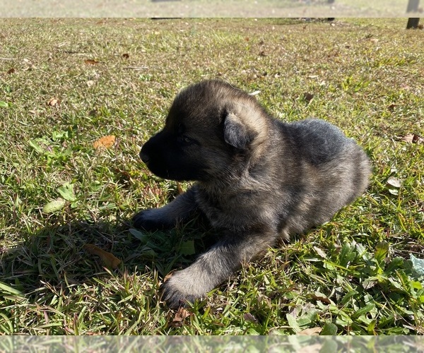 Medium Photo #8 German Shepherd Dog Puppy For Sale in TRAVELERS REST, SC, USA