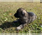 Small Photo #8 German Shepherd Dog Puppy For Sale in TRAVELERS REST, SC, USA