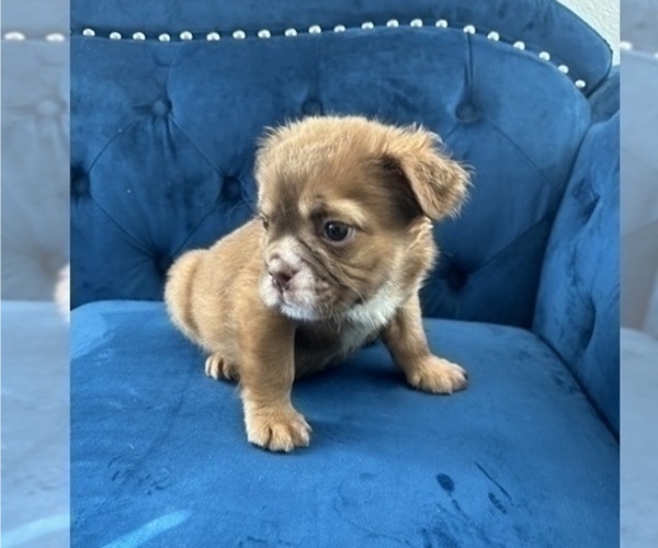 Medium Photo #10 English Bulldog Puppy For Sale in HOUSTON, TX, USA