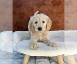 Small #11 Goldendoodle
