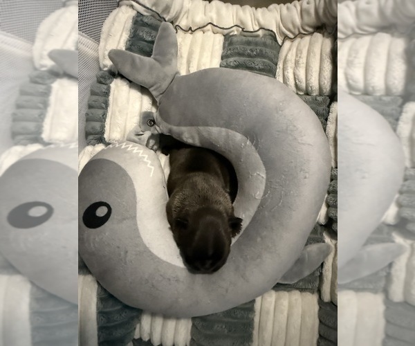 Medium Photo #6 French Bulldog Puppy For Sale in OPP, AL, USA