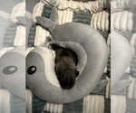 Small #5 French Bulldog
