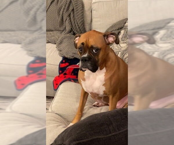 Medium Photo #3 Boxer Puppy For Sale in Austin, TX, USA