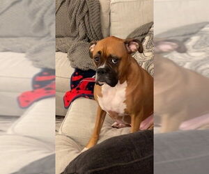 Dutchess II - ABR Return - Female Boxer Dog for Adoption - Photo #3