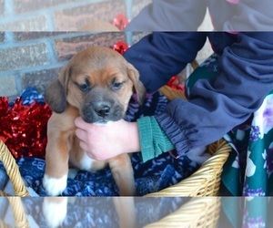 Puggle Puppy for sale in GREENWOOD, WI, USA