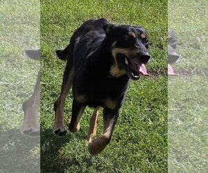 Selma - Female Mutt Dog for Adoption - Photo #4