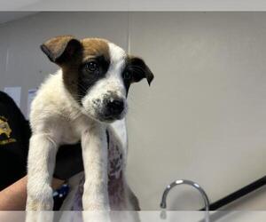 German Shepherd Dog-Unknown Mix Dogs for adoption in Visalia, CA, USA