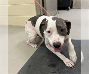 Mutt Dogs for adoption in Sanford, FL, USA