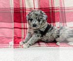 Small Photo #14 Aussiedoodle Puppy For Sale in SPARTA, MO, USA