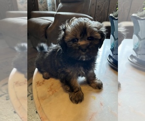 Lhasa Apso Puppy for Sale in WASHOUGAL, Washington USA
