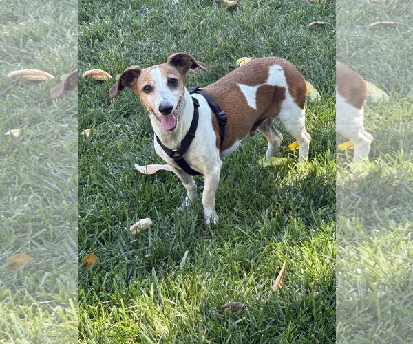 Medium Photo #5 Doxle Puppy For Sale in Mission Viejo, CA, USA