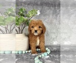Small #3 Goldendoodle (Miniature)