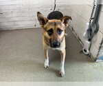 Small German Shepherd Dog Mix