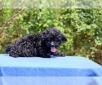 Small #23 Poodle (Toy)