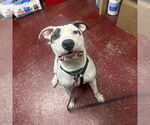 Small #13 American Pit Bull Terrier Mix