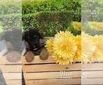 Small Photo #3 German Shepherd Dog Puppy For Sale in WELLINGTON, FL, USA