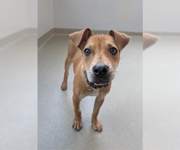 Medium Photo #1 Mutt Puppy For Sale in San Martin, CA, USA