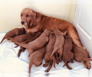 Mother of the Goldendoodle puppies born on 01/10/2021