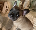 Puppy Mocha French Bulldog