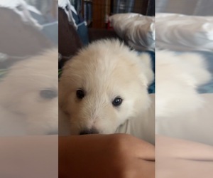 Great Pyrenees Puppy for sale in CLARKSVILLE, TN, USA