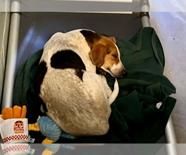 Medium Photo #2 Beagle-Unknown Mix Puppy For Sale in Elmsford, NY, USA