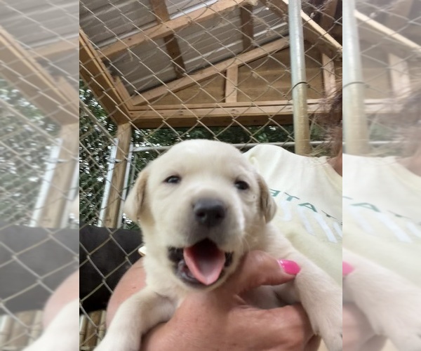 Medium Photo #5 Labrador Retriever Puppy For Sale in ORANGEBURG, SC, USA