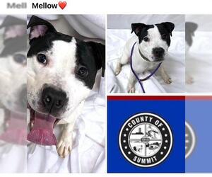 American Pit Bull Terrier Dogs for adoption in Akron, OH, USA