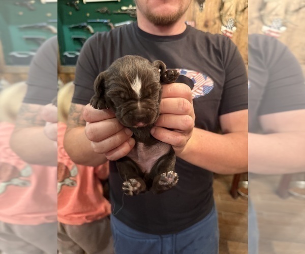 Medium Photo #12 Labradinger Puppy For Sale in NEW CONCORD, OH, USA