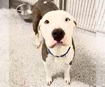 Small #2 Mutt