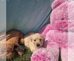 Golden Retriever Puppy for sale in RIGA, MI, USA