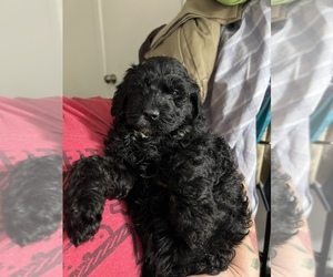 Labradoodle Puppy for Sale in WACO, Texas USA