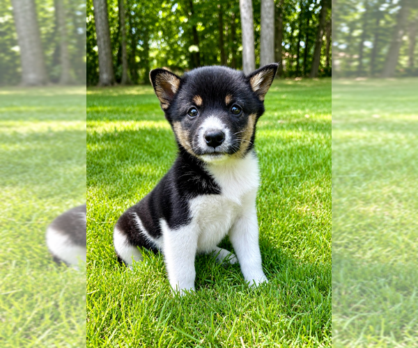 Medium Photo #2 Shiba Inu Puppy For Sale in FAIR HAVEN, MI, USA