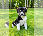Small #1 Shiba Inu