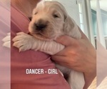 Small Photo #7 Goldendoodle Puppy For Sale in COATESVILLE, PA, USA
