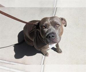 American Pit Bull Terrier Dogs for adoption in Denver, CO, USA