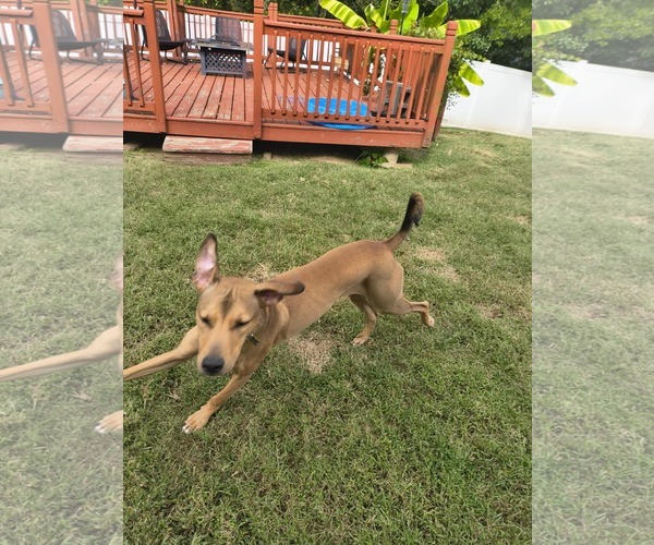 Medium Photo #2 American Staffordshire Terrier-Unknown Mix Puppy For Sale in Holly Springs, NC, USA