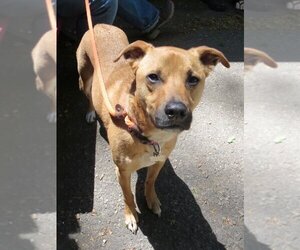 Shelby (SADIE) - Female Mutt Dog for Adoption - Photo #18