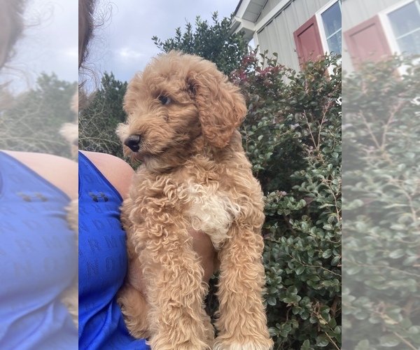 Medium Photo #1 Poodle (Standard) Puppy For Sale in SNOW CAMP, NC, USA